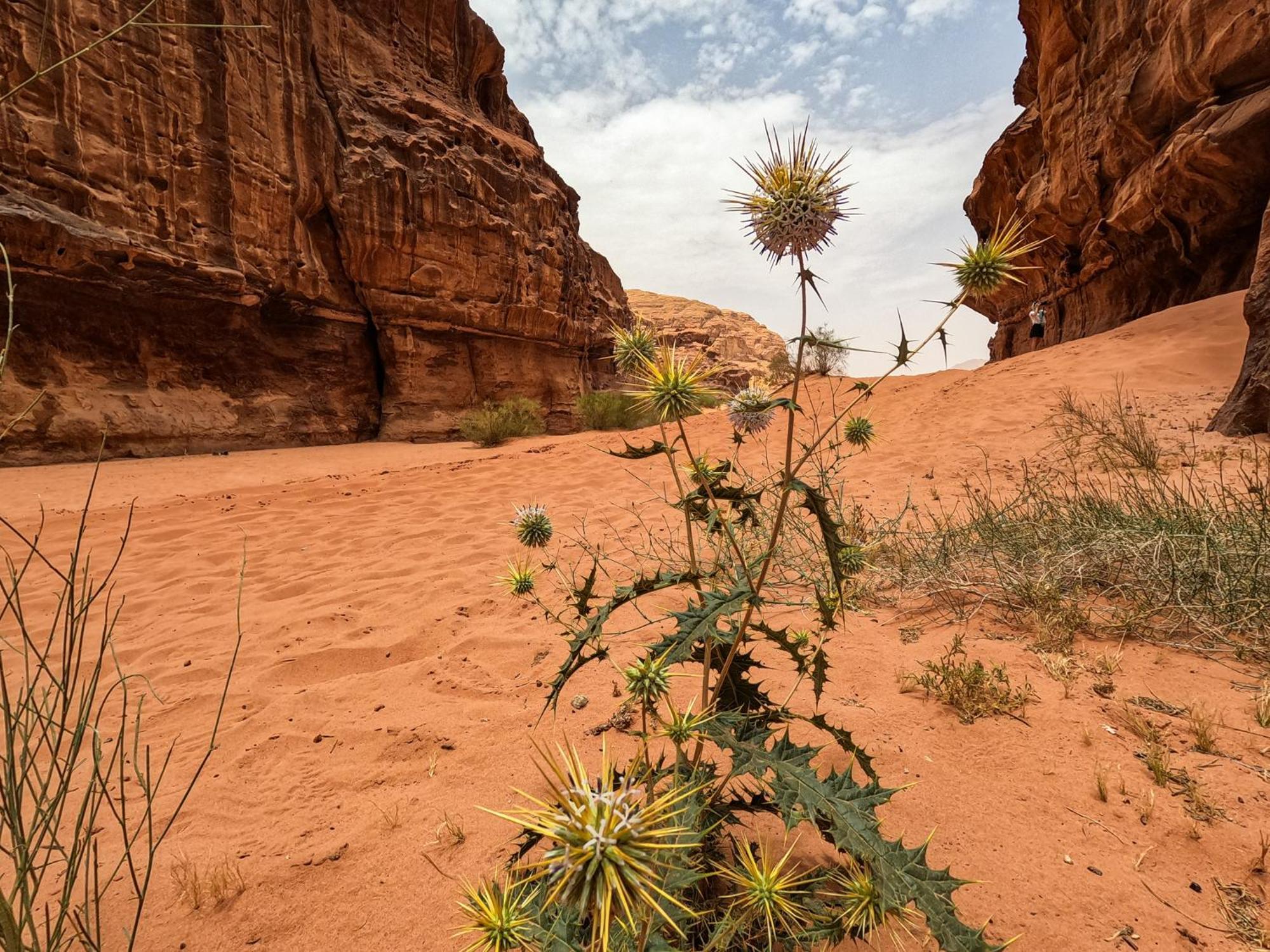 Stargazing Camp & Tours Wadi Rum Exterior foto