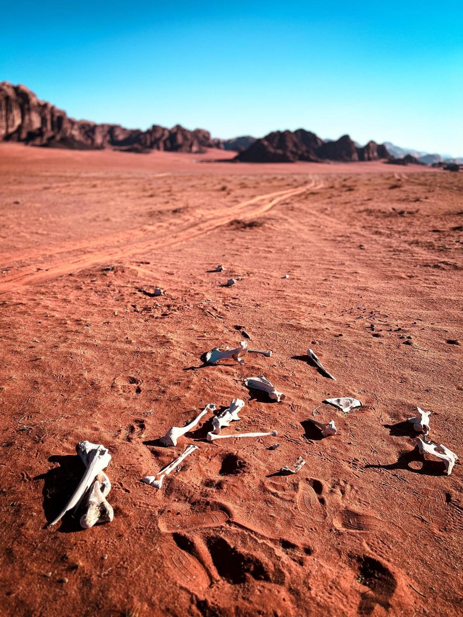 Stargazing Camp & Tours Wadi Rum Exterior foto