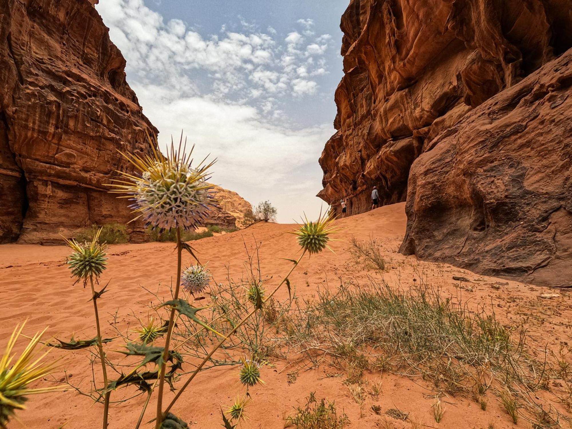 Stargazing Camp & Tours Wadi Rum Exterior foto
