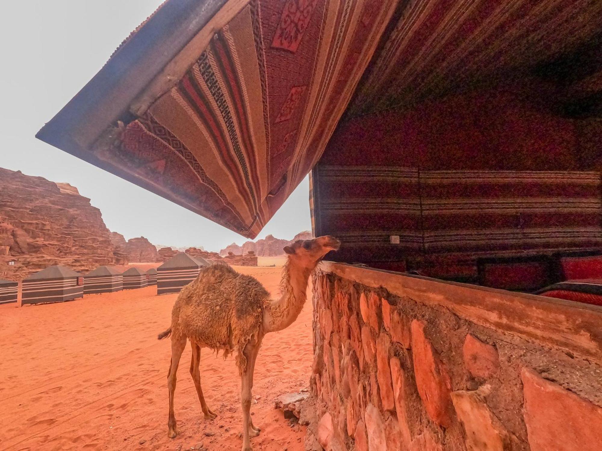 Stargazing Camp & Tours Wadi Rum Exterior foto