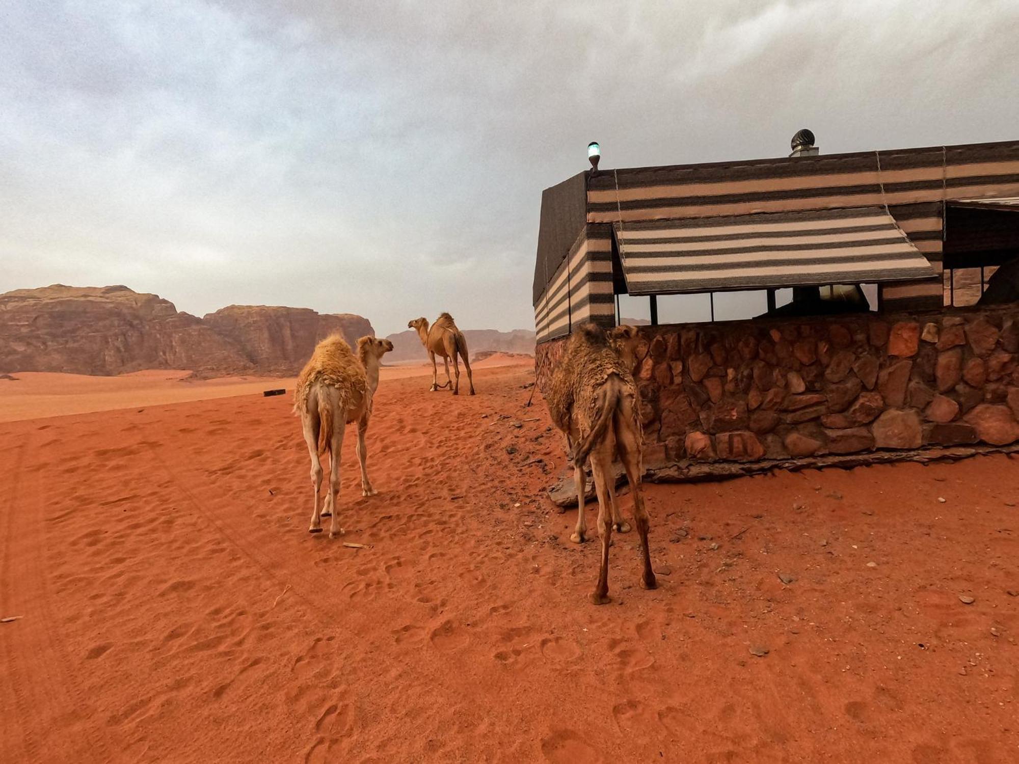 Stargazing Camp & Tours Wadi Rum Exterior foto